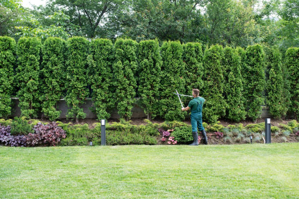 Madison Park, NJ Tree Removal and Landscaping Services Company